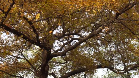 pájaros en otoño hojas amarillas árbol pan