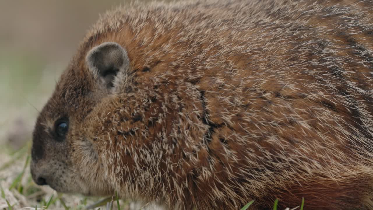 cámara lenta de marmota olfateando comida en el suelo