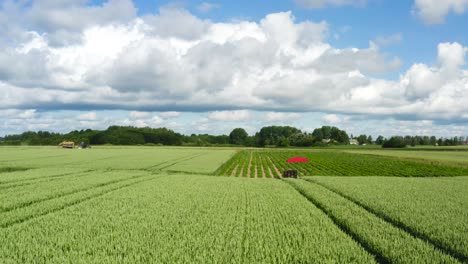 low aerial flight above green wheat field toward strawberry furrows, latvia