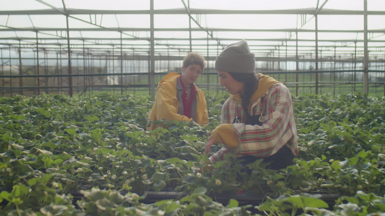 Two Girls Working in Greenhouse Farm and Picking Up Strawberry
