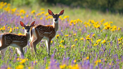 two fawns in a wildflower meadow