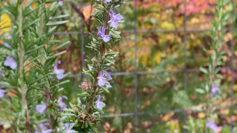 A-closeup-of-rosemary-flowers-and-branches-in-a-garden