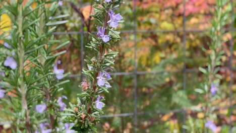 a closeup of rosemary flowers and branches in a garden