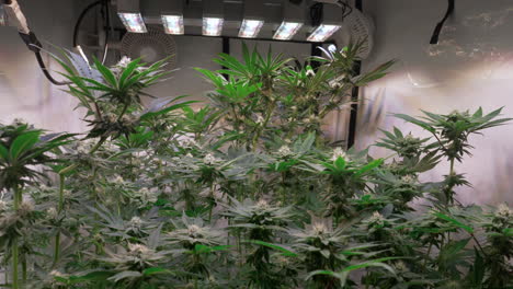 shot of a cannabis plants growing in a grow tent during flowering stage