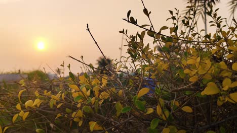warm golden sunset glow shining over yellow and green leaves in a peaceful tropical garden. calm evening view