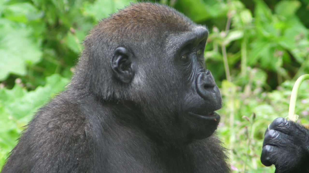 cerrar cámara lenta de gorila masticando hierba durante una sesión de alimentación
