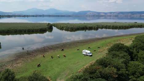 motorhome camper van relax between cattle of cows at ioannina lake, greece - aerial