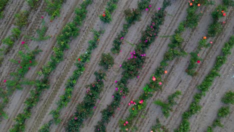 Aufsteigende-Luftaufnahme-Von-Reihen-In-Einem-Feld-Einer-Kommerziellen-Blumenfarm