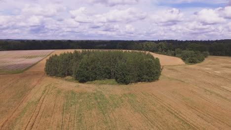 Un-Pequeño-Parche-De-Bosque-Caducifolio-En-Campos-Agrícolas