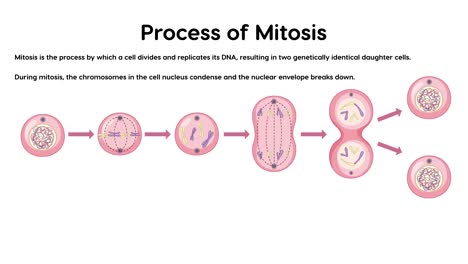 etapas ilustrativas de la división celular en el proceso de mitosis