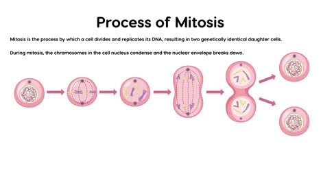 illustrative stages of cell division in mitosis process