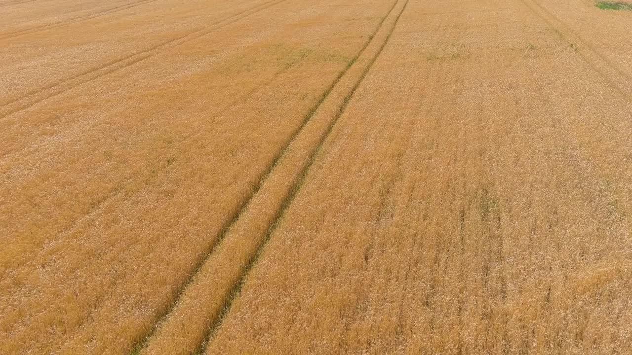 Tractor pathway in golden wheat field, low altitude aerial view