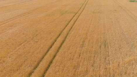 Tractor-pathway-in-golden-wheat-field,-low-altitude-aerial-view