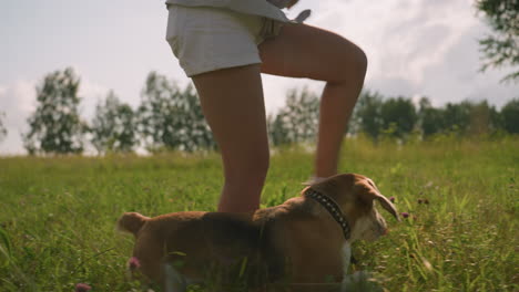 woman walking with her dogs in grassy field, lifting her leg as one dog playfully passes under it with tail wagging while the other dog stops behind, playfully biting its tail