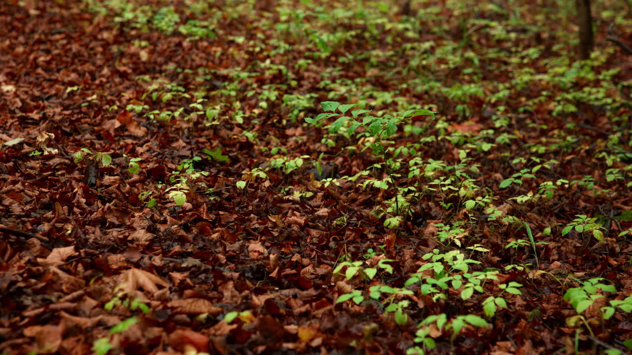 Leaves lies on the ground in the autumn season with some grass still coming through the leaves