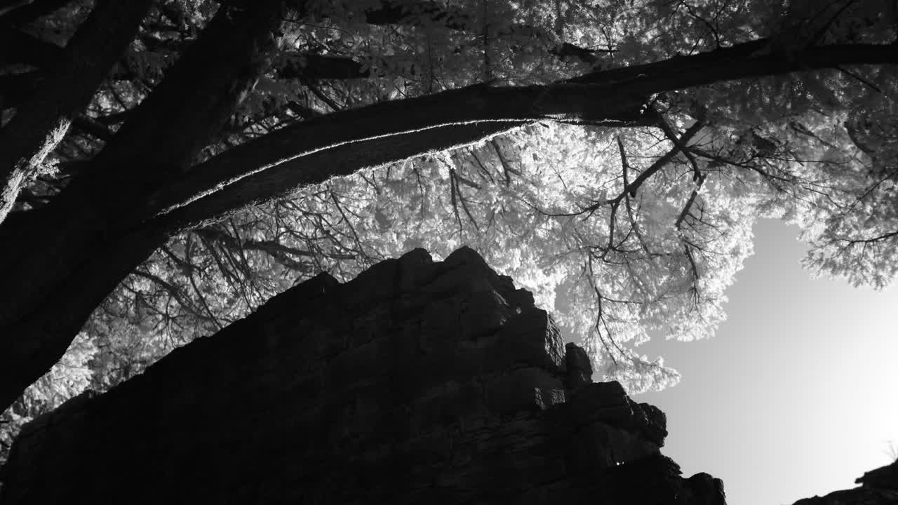 Una drammatica prospettiva a bassa angolazione a infrarossi che mostra un albero nodoso che cresce su un'antica rovina di muro in pietra sotto un cielo luminoso