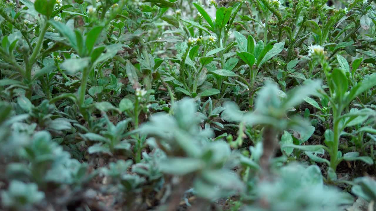 Zoom in shot of green foliages in a garden, outdoor