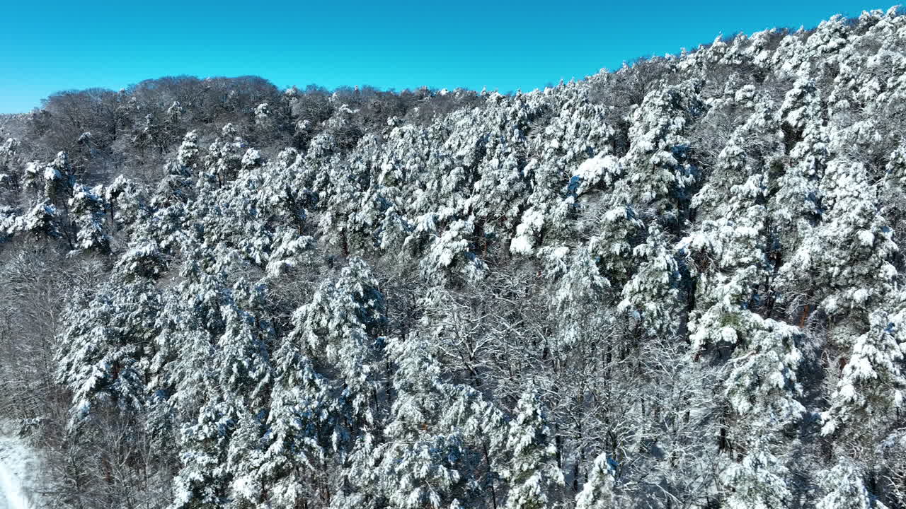 Rekaman drone sudut tinggi hutan pinus lebat yang tertutup salju putih bersih saat hari musim dingin yang cerah di Gdansk. Sempurna untuk film dokumenter perjalanan dan alam.