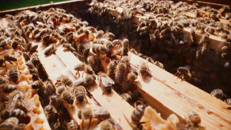 Abejas-Ocupadas-Trabajando-En-El-Primer-Plano-De-La-Colmena