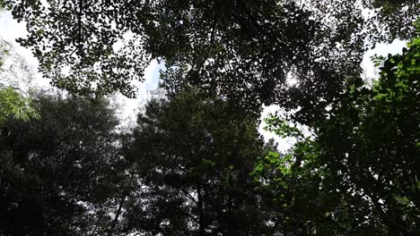 sun shines through a leafy green tree inside a forest