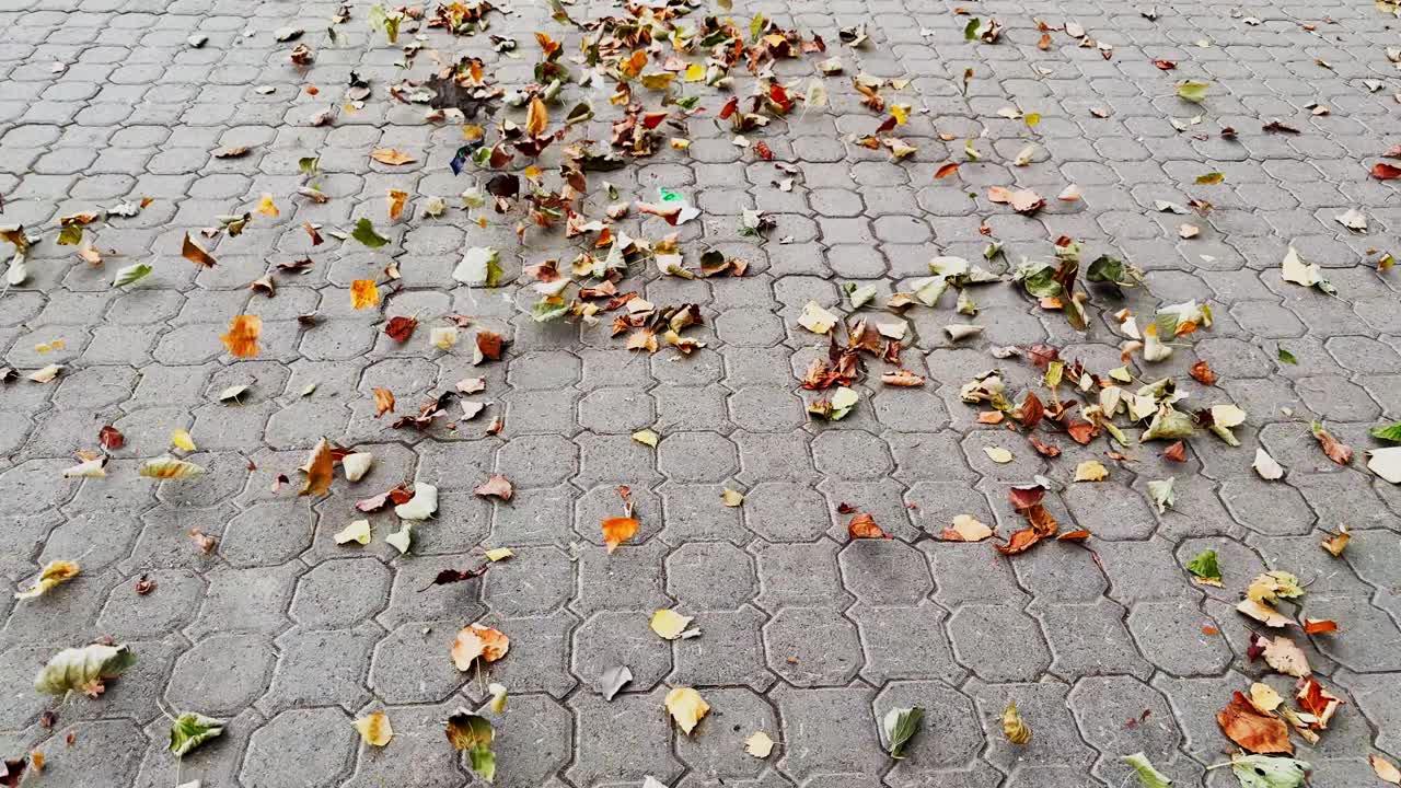 Autumn Leaves on the Ground