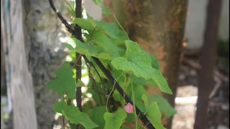 climbing plant on a wall