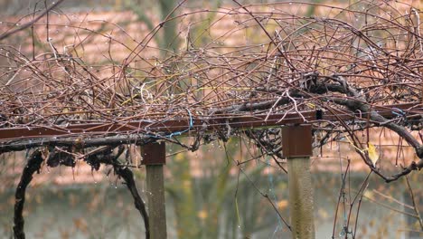 empty vineyard on farm in rain, before winter