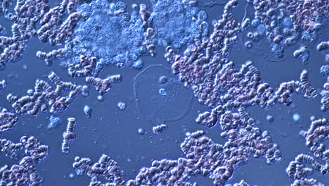 microscopic view of blood cells and biological fluid