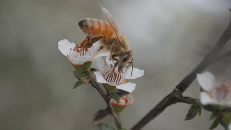 European-Honey-Bee-gathering-fresh-nectar-from-Manuka-flower,-close-up