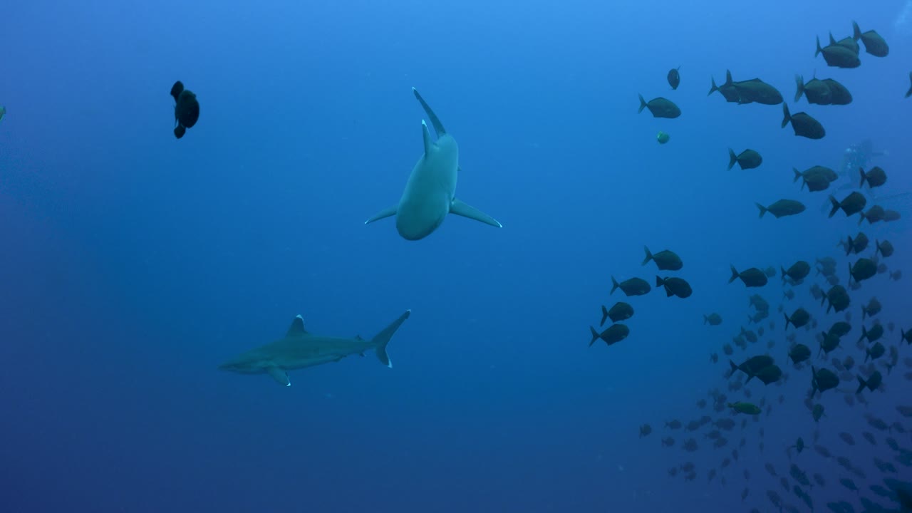 Pair of reef sharks gather swimming and split school of small black fish