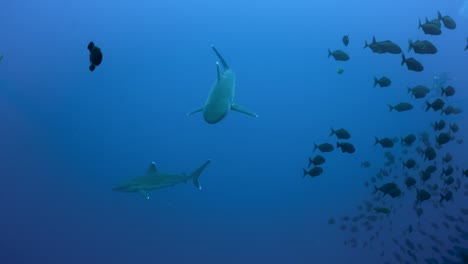un par de tiburones de arrecife se reúnen nadando y se dividen en un grupo de pequeños peces negros.