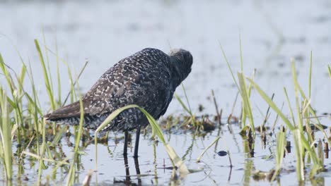 Closeup-of-spotted-redshank-feeding-in-shallow-puddle-during-spring-migration-in-wetlands