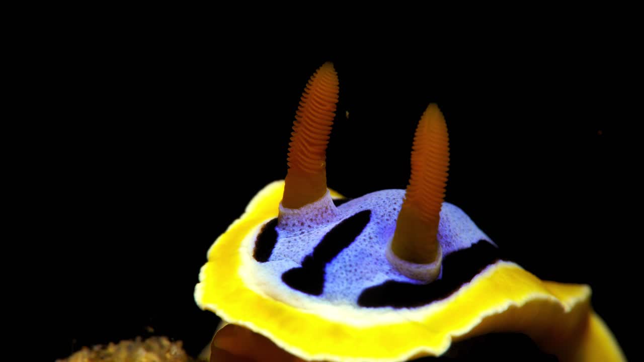 chromodoris elisabethina nudibranch bahía de manado indonesia 25 fps 4k