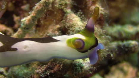 close-up shot of nudibranch nembrotha chamberlain crawling left to right over coral reef