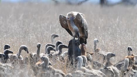 wide shot of lots of white-backed vultures and black-backed jackals on a buffalo carcass in the dry long grass, kruger national park