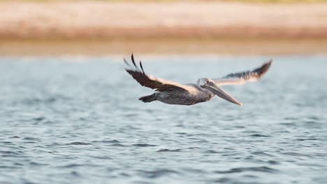 Brauner-Pelikan-Hebt-Ab-Und-Fliegt-Am-Strandufer-Entlang