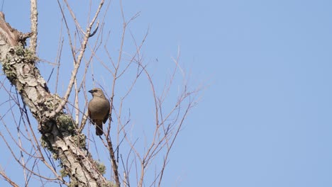 Solo-grayish-baywing,-agelaioides-badius,-perched-on-bare-tree-branch-against-clear-blue-sky-background,-spreads-its-rufous-wings-and-fly-away,-wildlife-close-up-shot-at-pantanal,-brazil