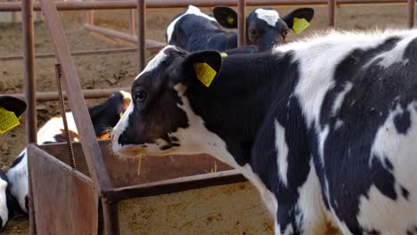 Truthahn,-Auf-Dem-Kuhhof,-Kühe-Fressen,-Kühe-Melken,-Melken,-Milch