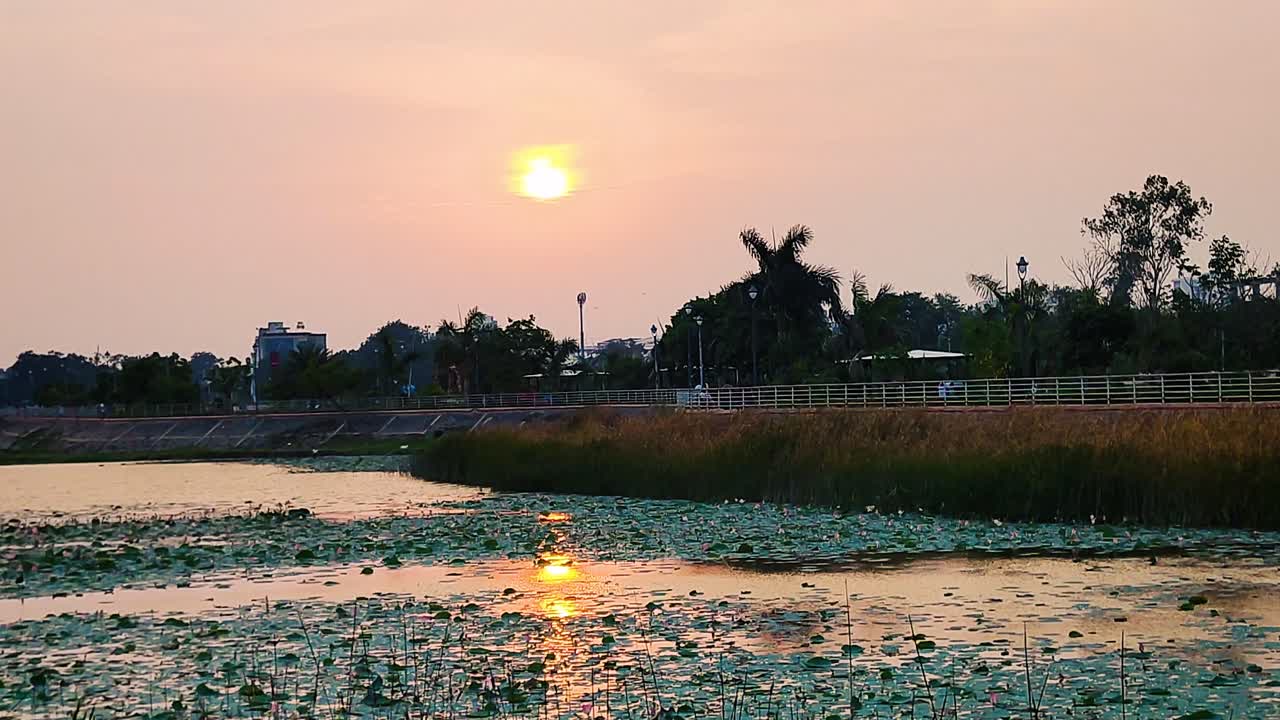 4K sunset view of lotus-covered lake with glowing reflections, silhouetted trees and calm sky. Perfect for peaceful, romantic, nature or city park themed projects and cinematic backgrounds