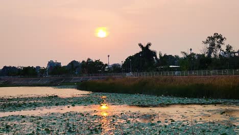 4k sunset view of lotus-covered lake with glowing reflections, silhouetted trees and calm sky. perfect for peaceful, romantic, nature or city park themed projects and cinematic backgrounds