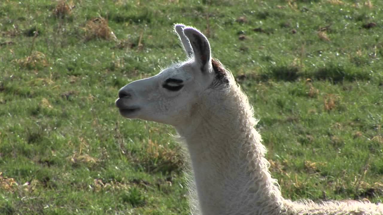 하얀 라마는 낮에 산들바람에 서 있다