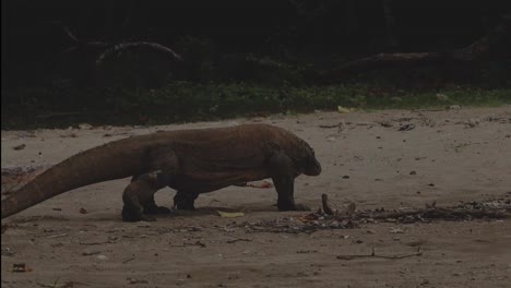 one of the remaining komodo dragons roams along a sandy beach looking for prey
