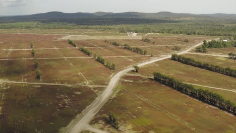 Perennial-crop-blueberries-growing-in-rows