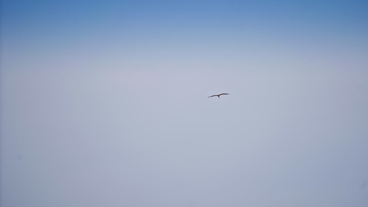Beautiful stork flying in the blue sky. Wild stork soaring in the air. Large white stork flies in blue sunny sky.