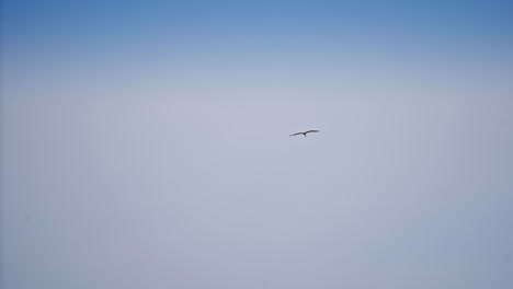 beautiful stork flying in the blue sky. wild stork soaring in the air. large white stork flies in blue sunny sky.