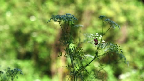 Dos-Insectos-Hacen-El-Amor-En-Una-Flor