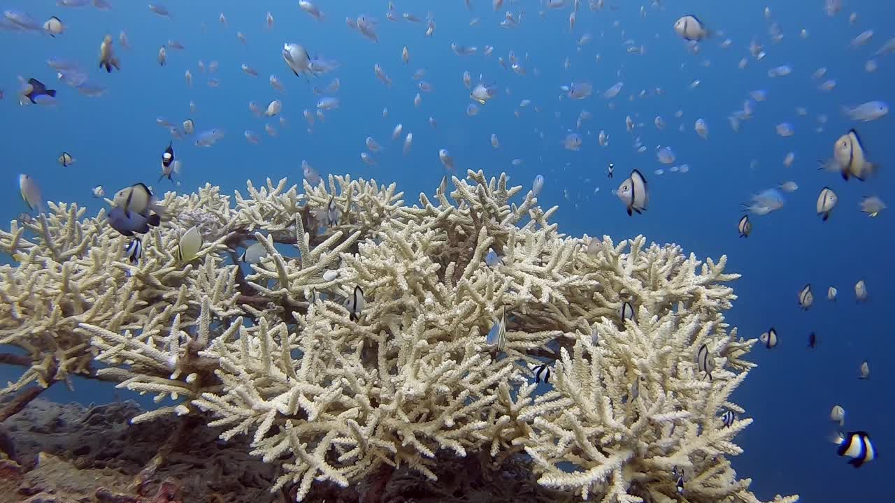 vida tranquila de pequeños peces de arrecife alrededor del coral dedo