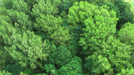 a drone flight over a green deciduous forest