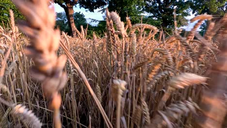 wheat field swaying gently in the breeze