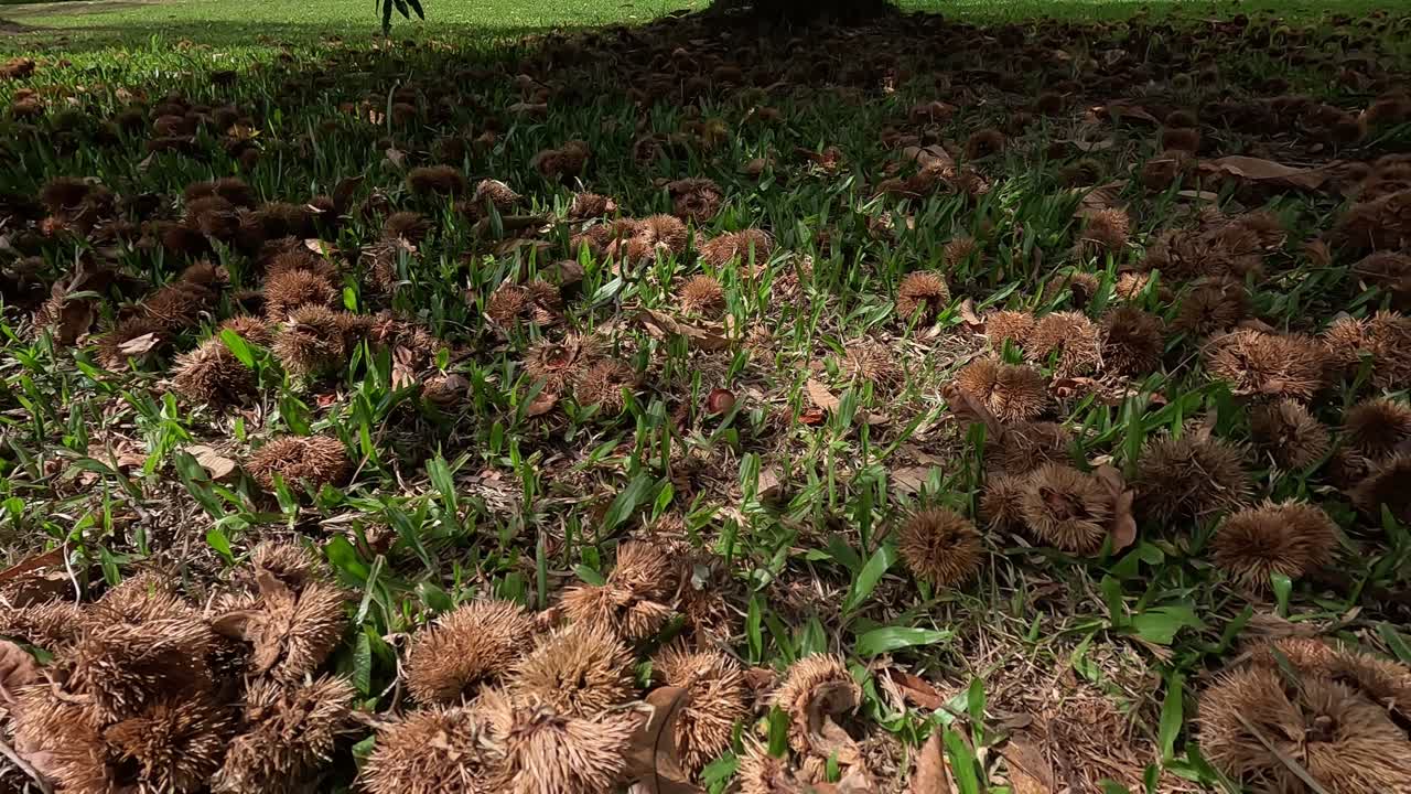 Under the fruit trees, the ground is covered with chestnuts and their hedgehogs hindering the growth of grass, grass, descriptive crane shot coming down in the foreground